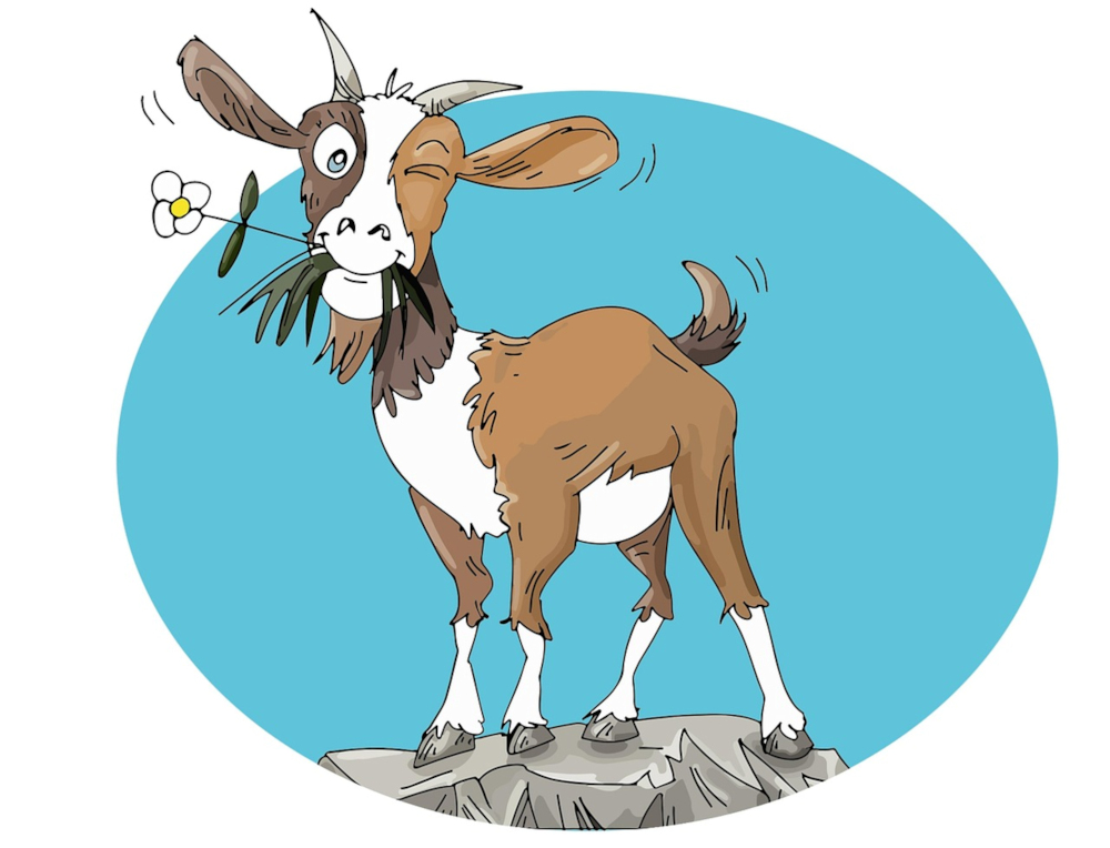 capra-8535002-friendly